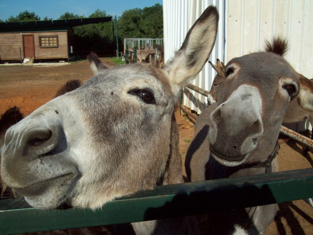 Contact Safe Haven for Donkeys