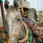 A poor horse at our Faron clinic