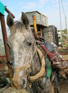 A poor horse at our Faron clinic