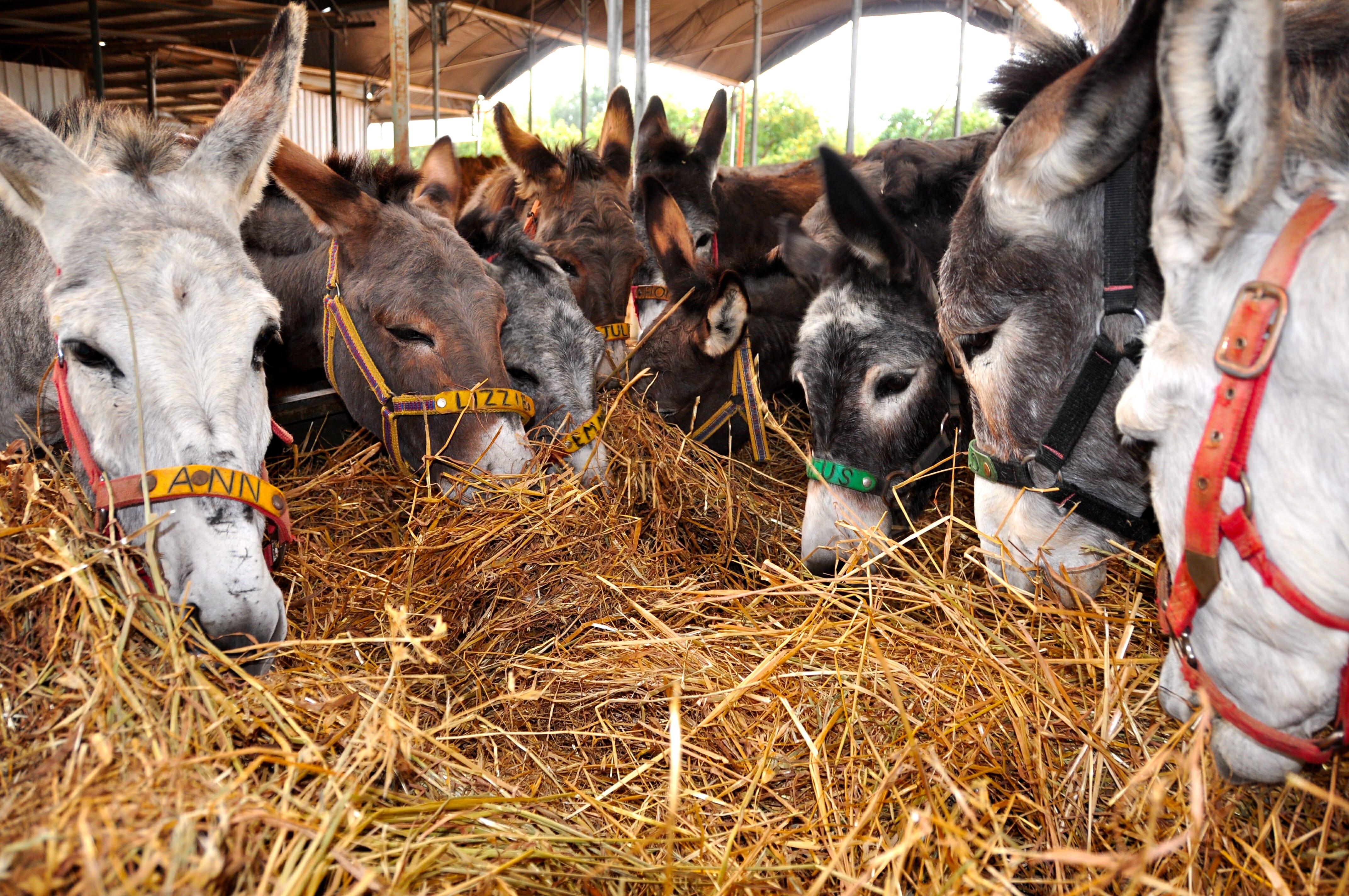 About Us Safe Haven for Donkeys