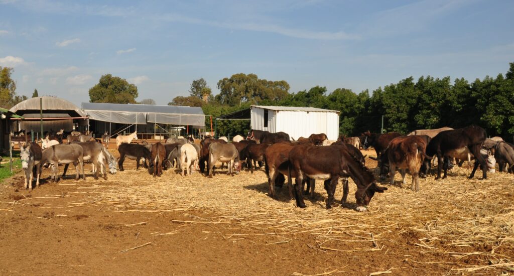 Safe Haven for Donkeys