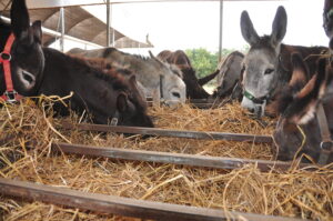 Hay for a Day 2