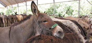 Safe Haven Donkey Charity