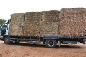 Truck of Hay Bales