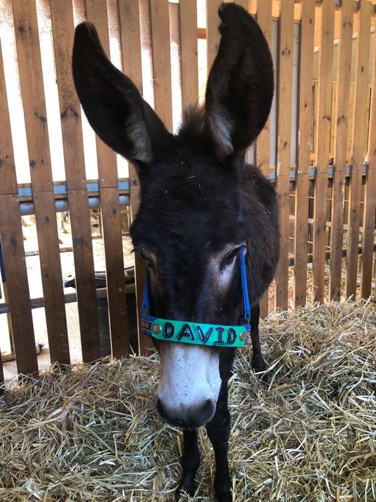 Donkeys for Adoption - Safe Haven for Donkeys
