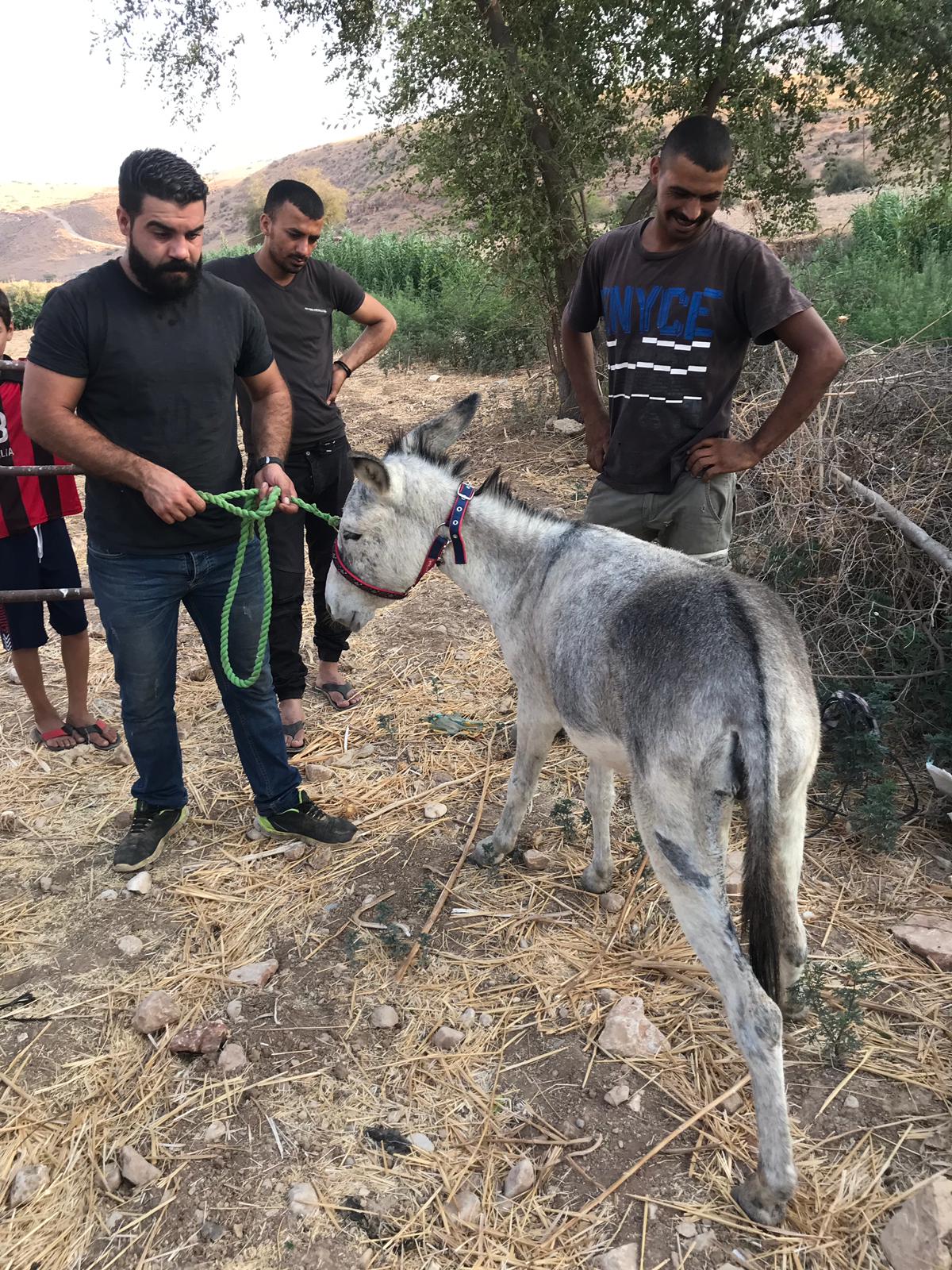 Noelle the shot donkey finds her Safe Haven - Safe Haven for Donkeys