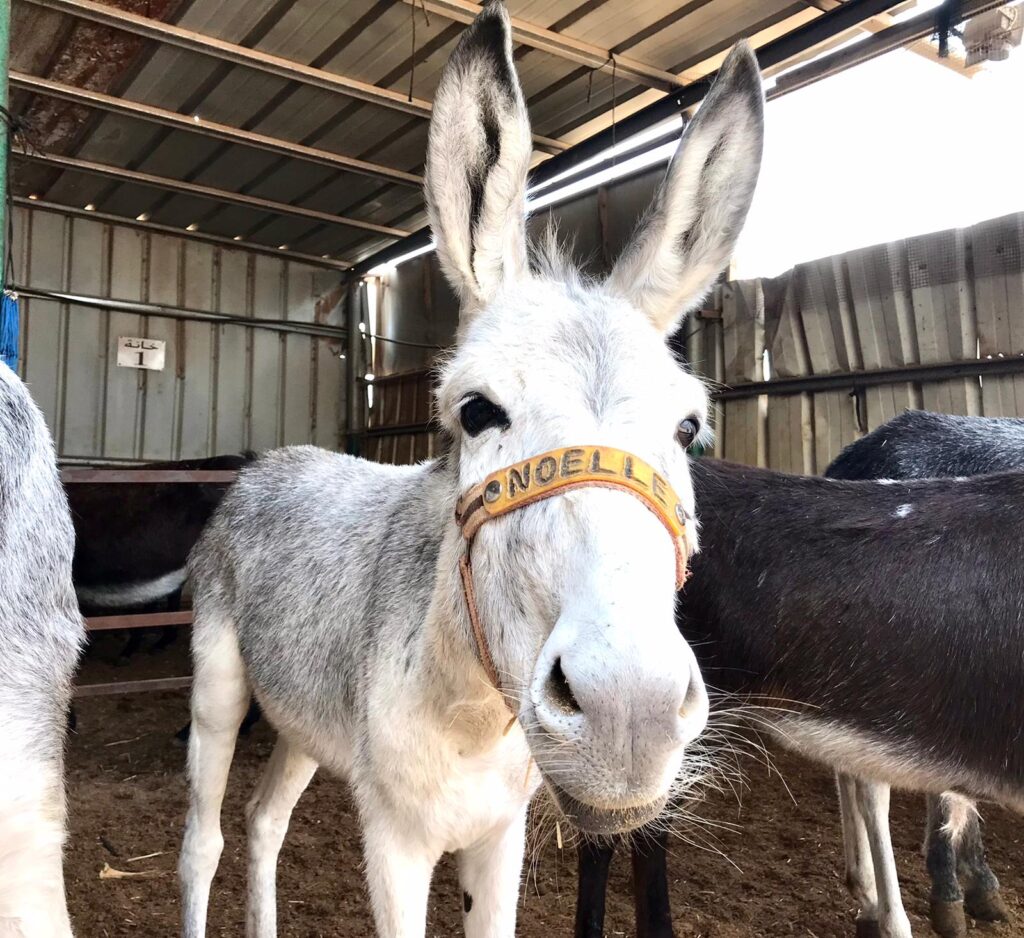 Rescue Donkeys For Adoption Near Me Photos All