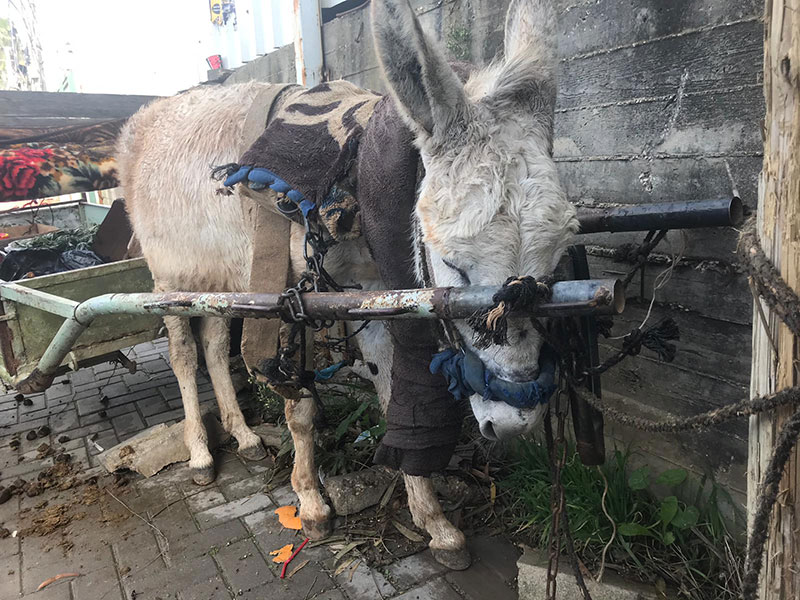 Donkey With Cart