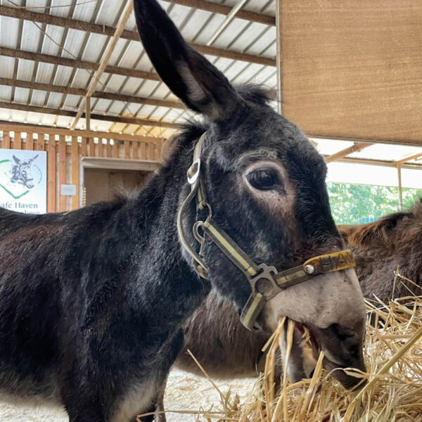 Dinner for a Donkey