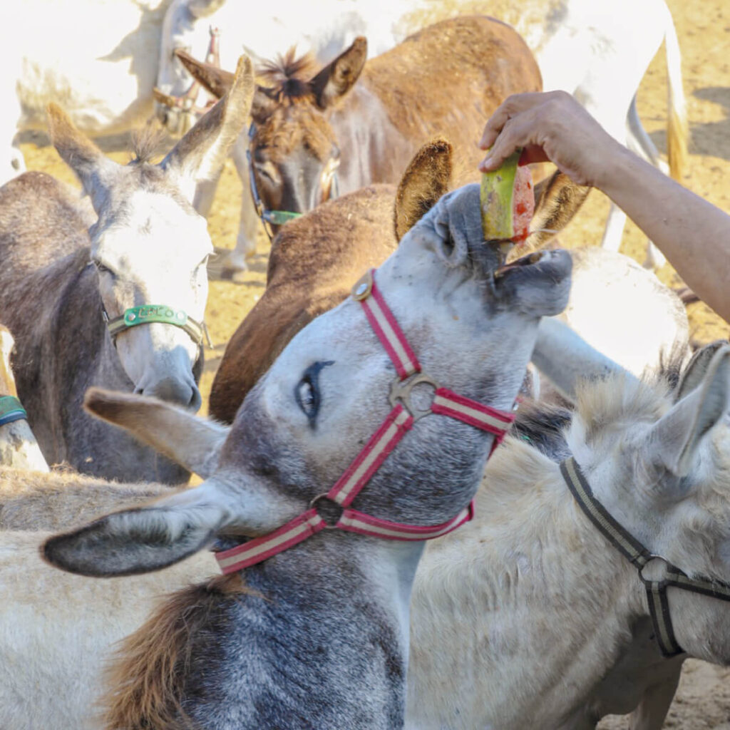 Donkey Treats Safe Haven for Donkeys