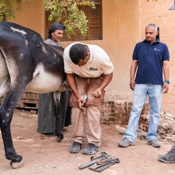 Fund a Farrier
