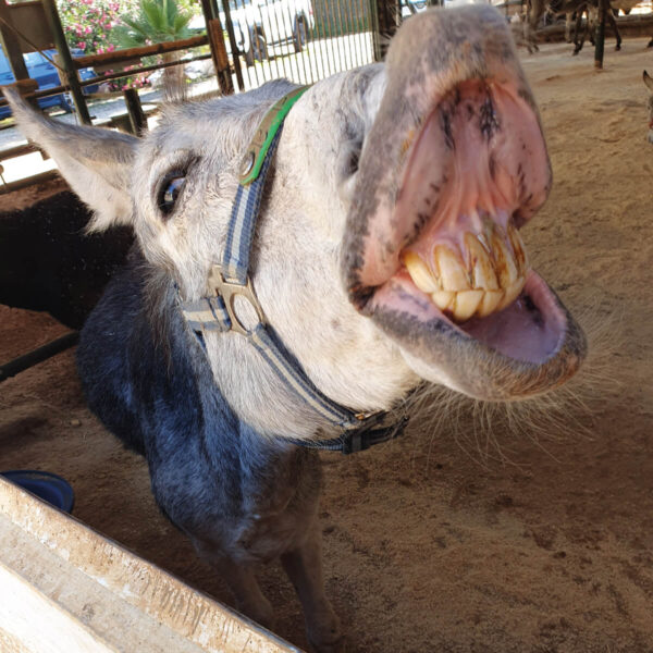 Gleaming Gnashers
