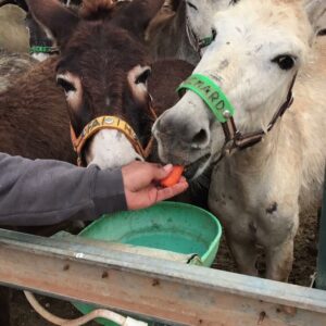 Donkey Treats