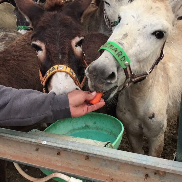 Donkey Treats
