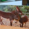Donkey Treats - Image 2