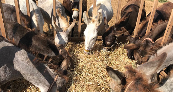 Dinner For a Donkey