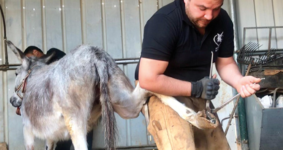 Pedicure for Donkeys