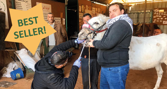 Vet for Sanctuary
