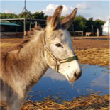 Safehaven Donkey Safehaven Donkey
