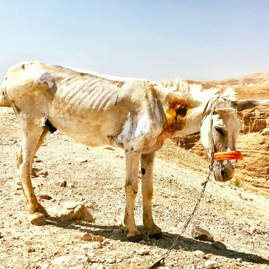 Starved donkey being rescued by Safe Haven for Donkeys Charity
