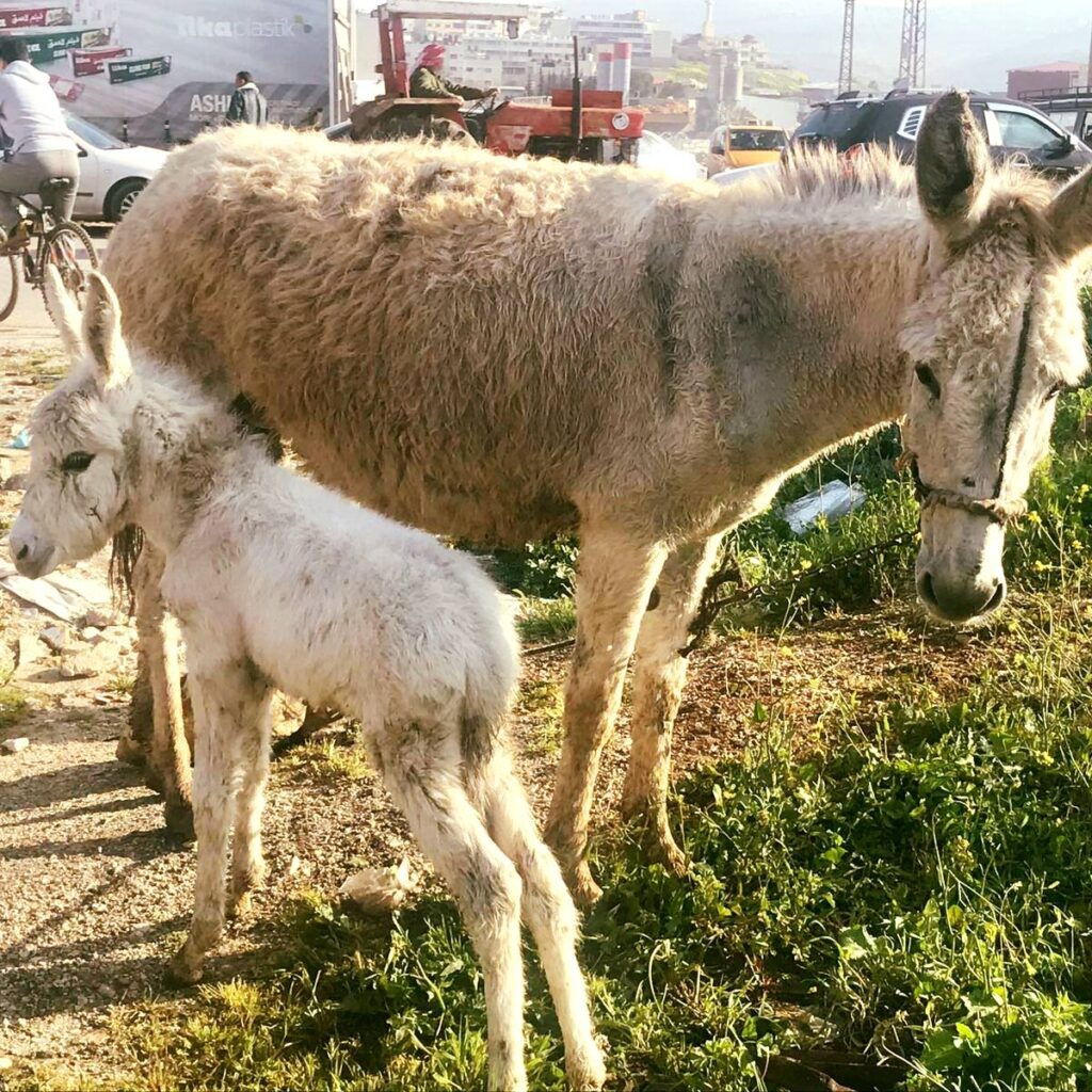 Negelcted donkey foal with his mum at a local market | Safe Haven for Donkeys Charity