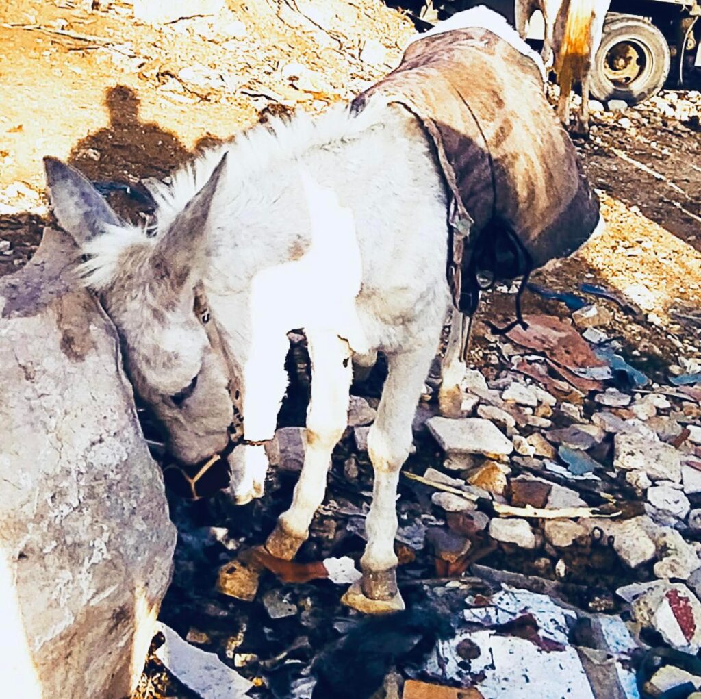 Desperate overworked donkey