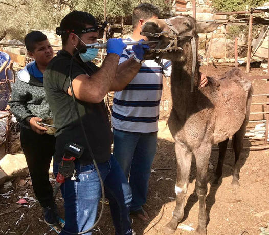 Our vet, Dr Rakan, treating a donkey with an electric tooth rasp/.