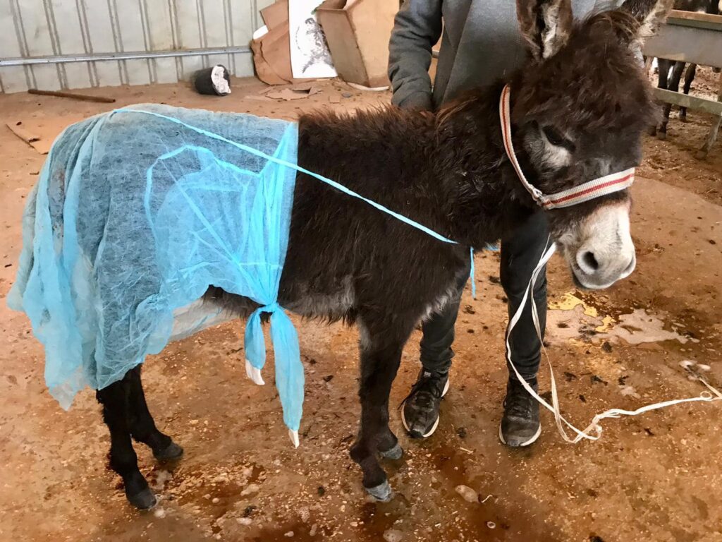 Donkey Foal Baby Donkey with a surgical apron on