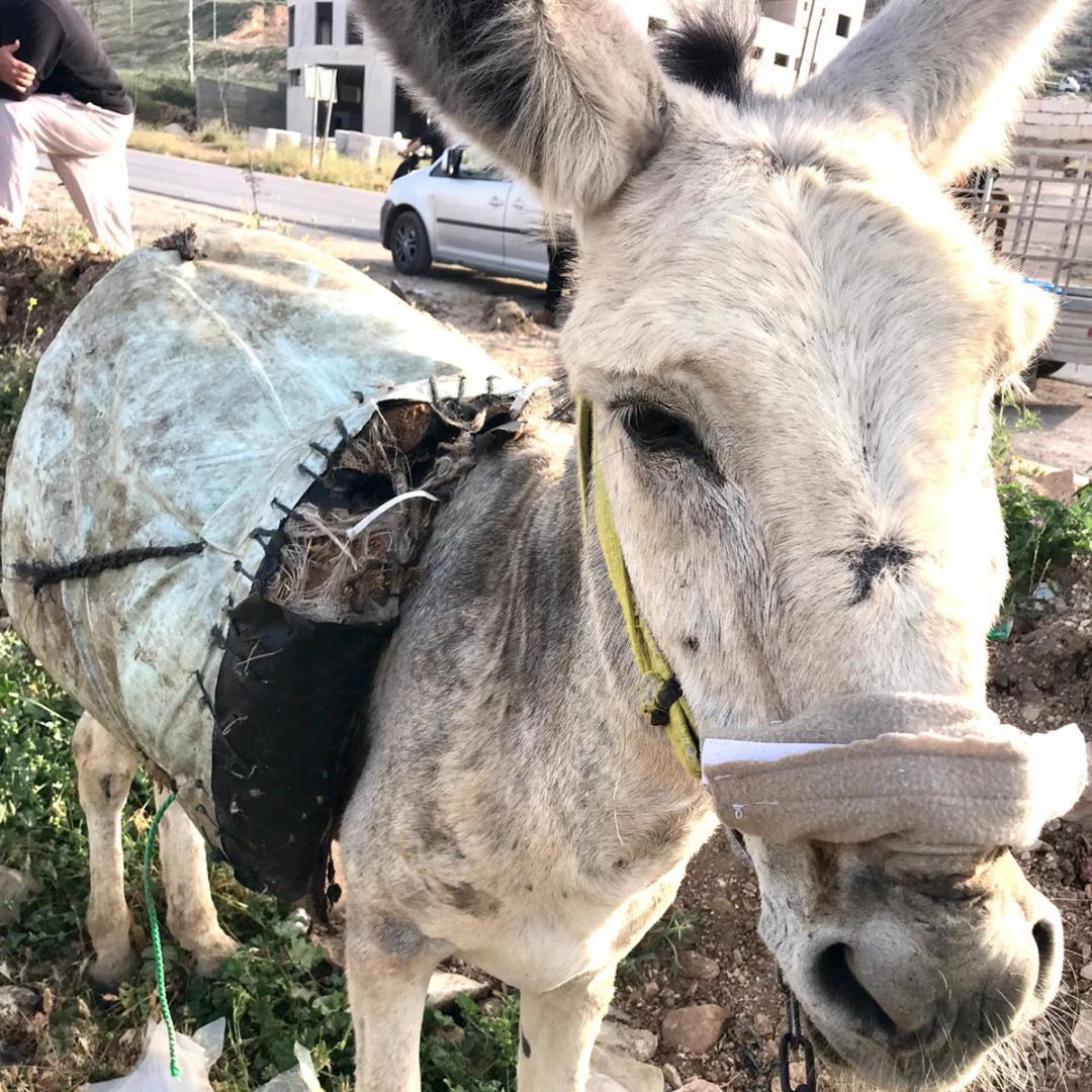 Desperate donkey | Safe Haven for Donkeys Donkey looking sad and depressed