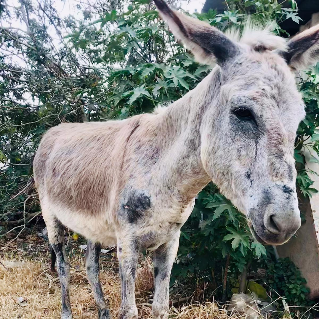 Sand Tired Depressed Donkey Sad looking donkey with visible scars on his body.