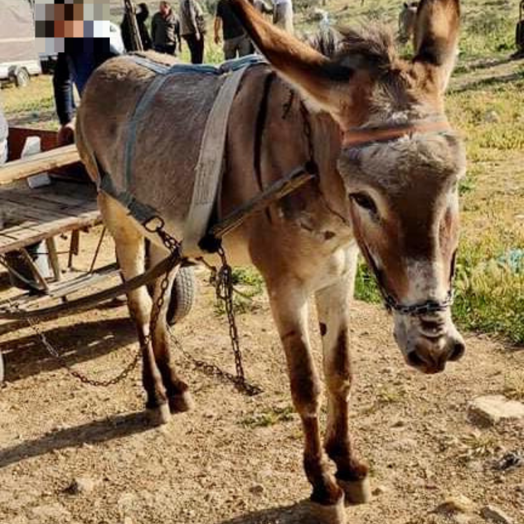 Donkey with visible harness scars