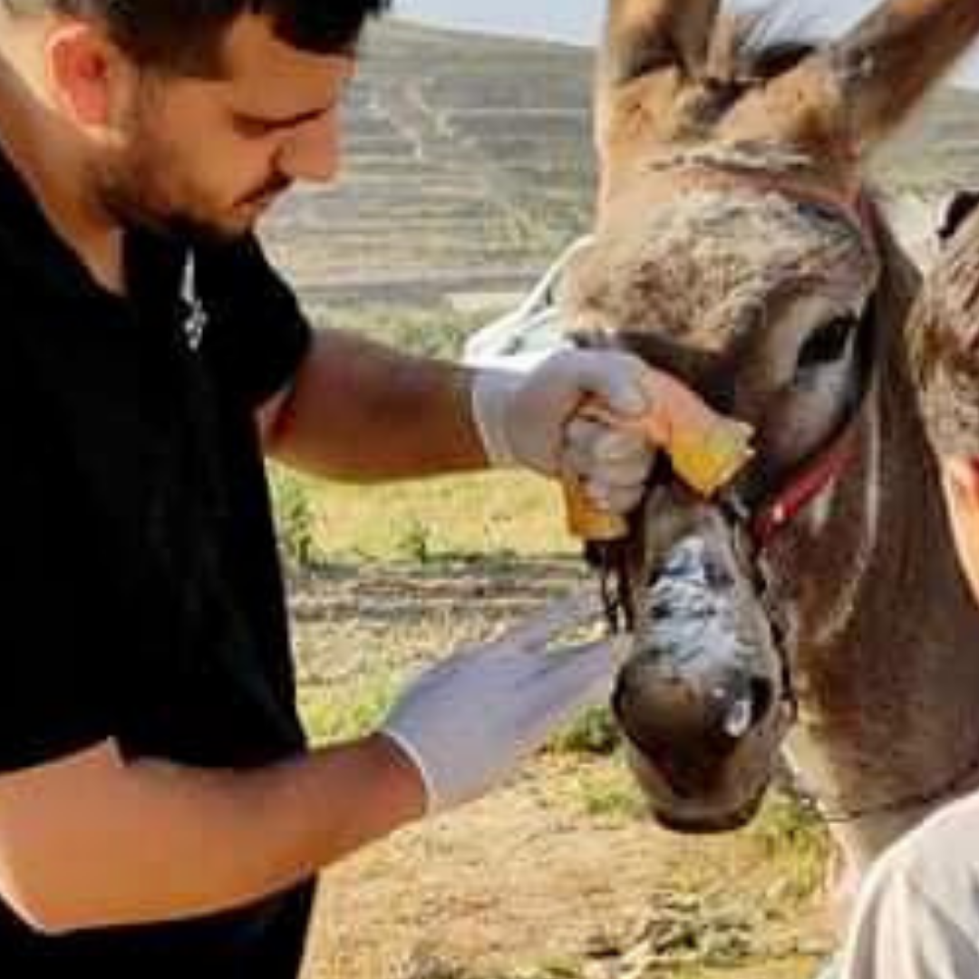 Donkey with a cart with visible harness scars getting help.
