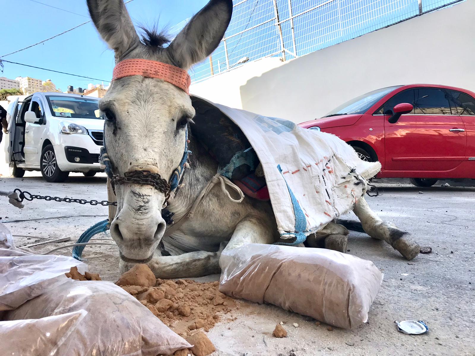 Builder donkey lying down on the ground - exhausted, defeated, depressed.