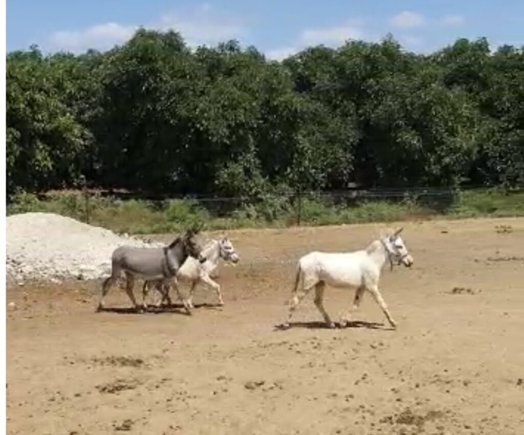 Anna stampede at the sanctuary