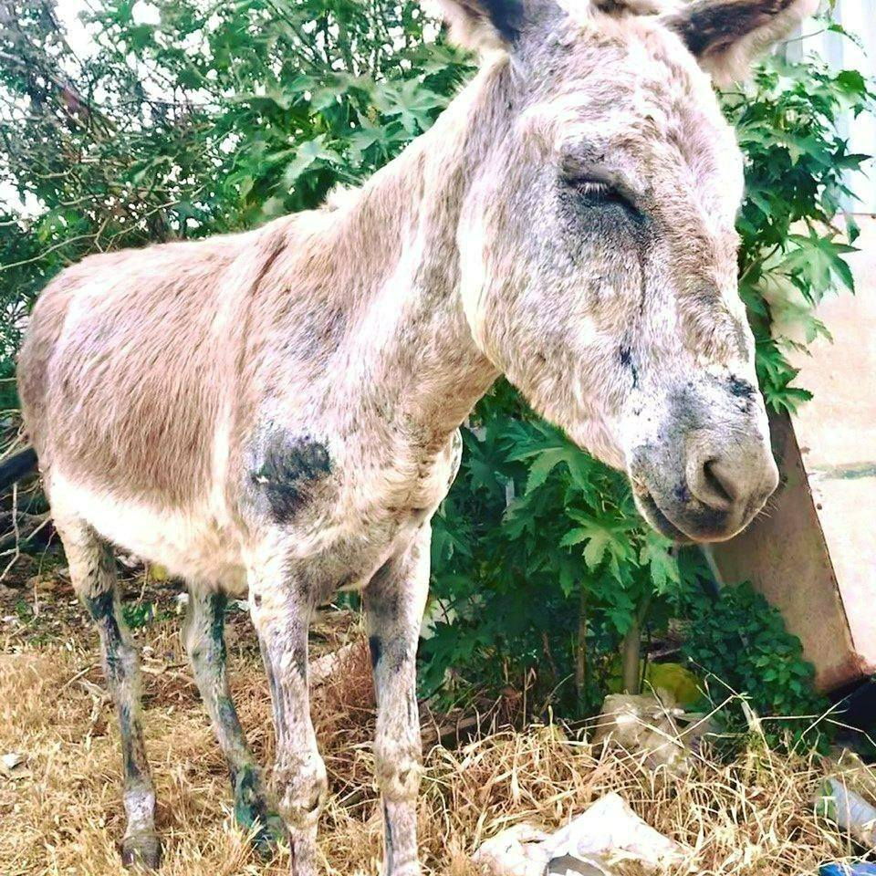 malnourished donkey visibly weak and resigned and hopeless