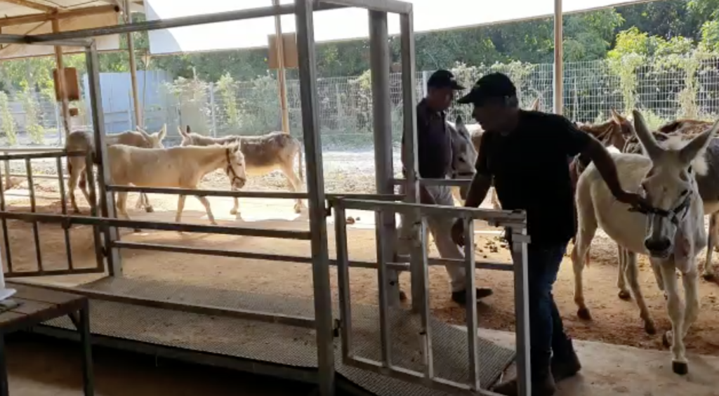 donkeys being weighed at the sanctuary