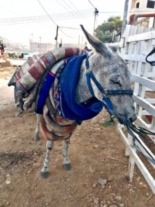 balata refugee camp working donkey