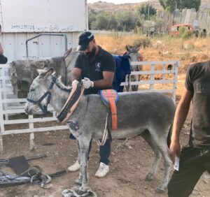 balata refugee camp working donkey new harness fitted by dr Rakan 