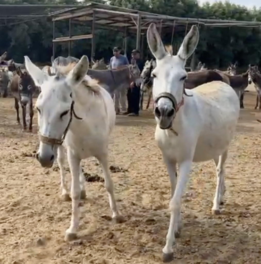 Yvette at the Sanctuary in Israel