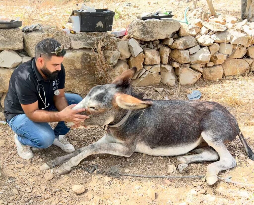 Dr Rakan calms a donkey waking up from anaesthesia 