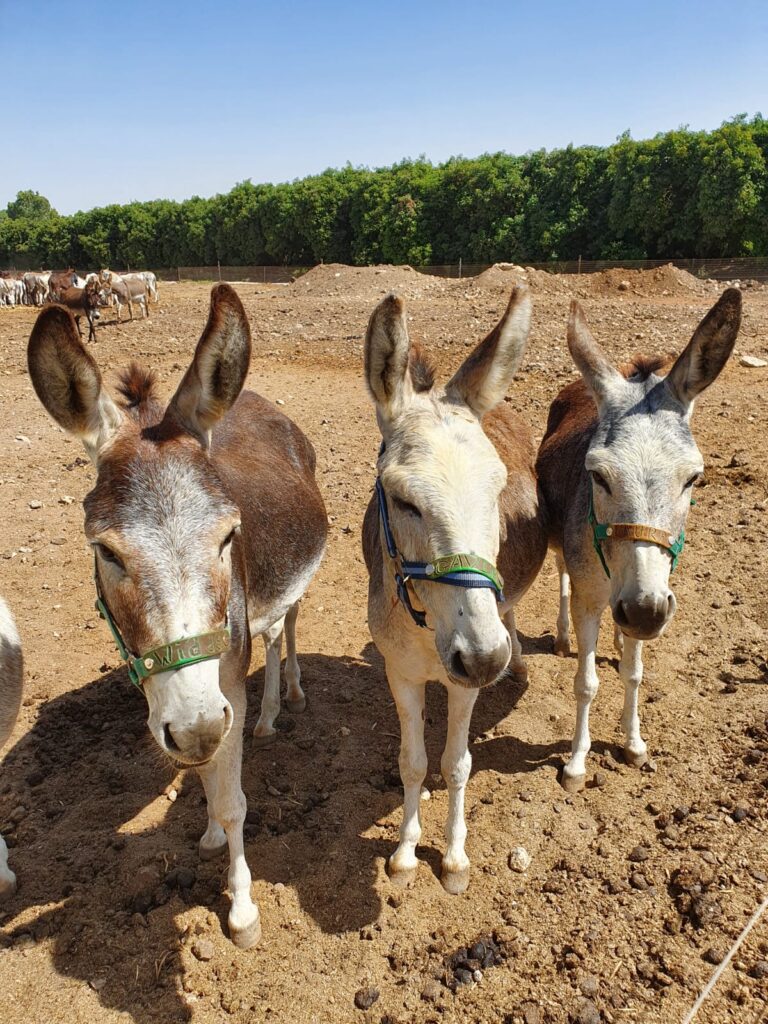 Three donkeys Widdy, Laura and Gavin