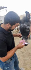 Hebron team putting harness cover on a donkey