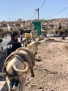 Donkey being led by Dr Rakan near Bethlehem