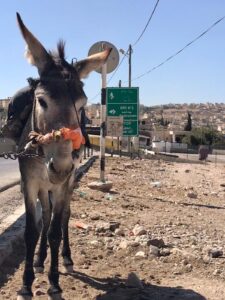 Donkey near Bethlehem