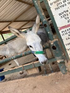 Dominic receiving ongoing care at the sanctuary in Israel