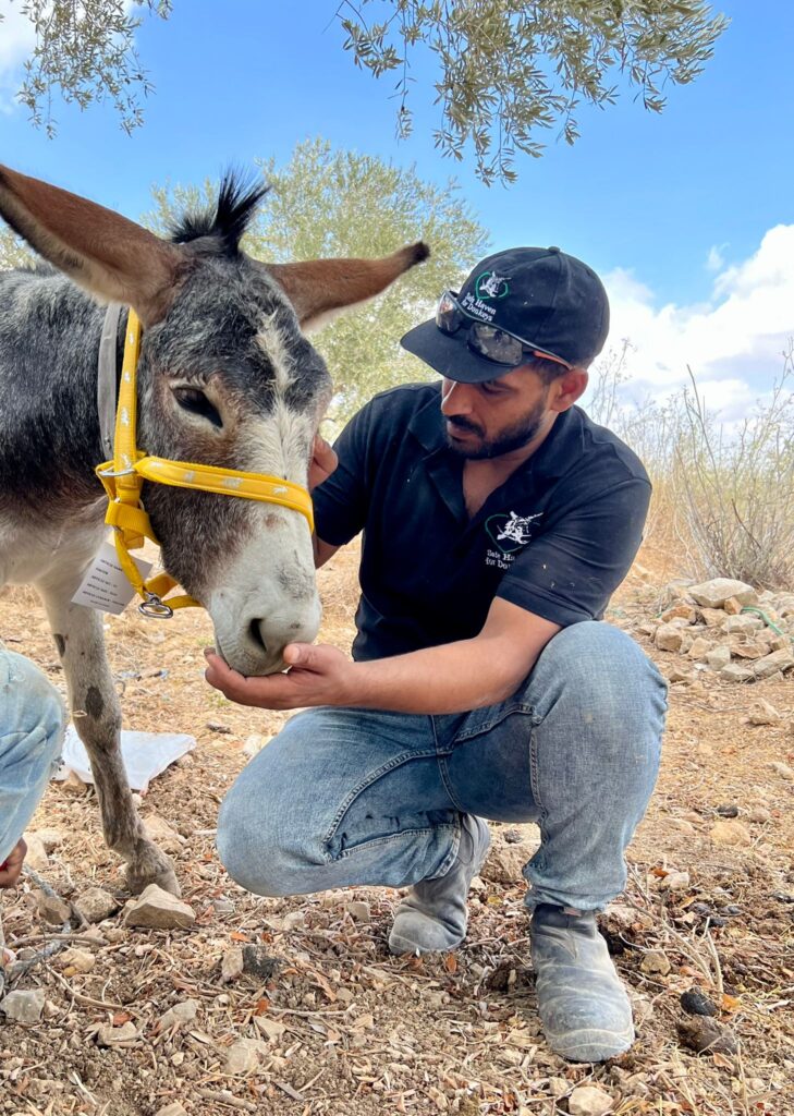 Wael comforts a donkey receiving treatment 