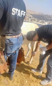 Hebron team treating donkey