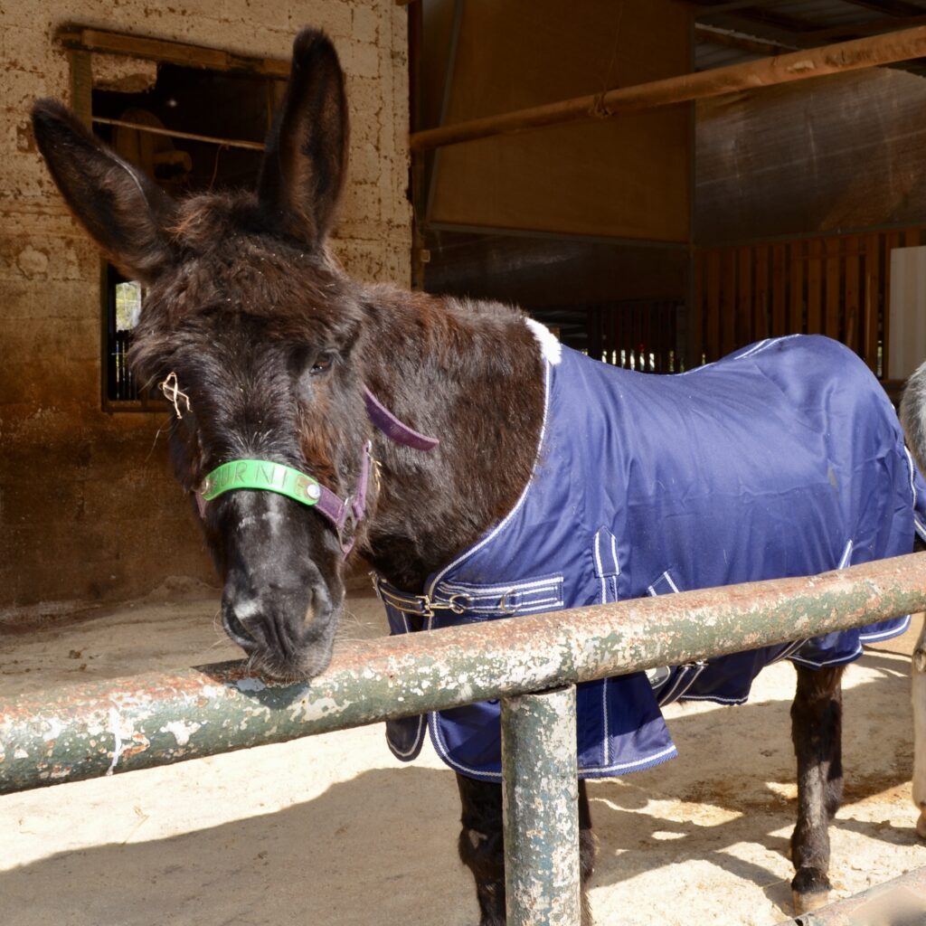 Burnie the donkey at the Sanctuary
