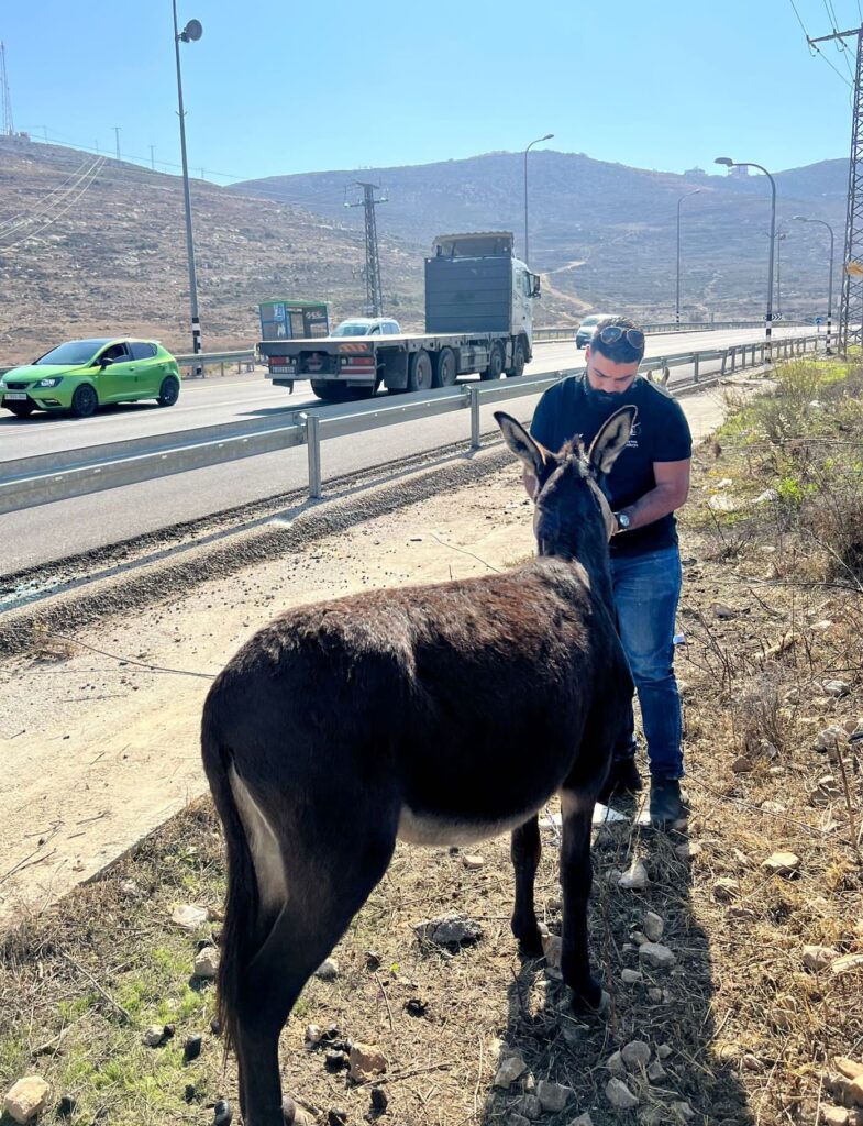 Rakan treating a donkey by a busy roadside