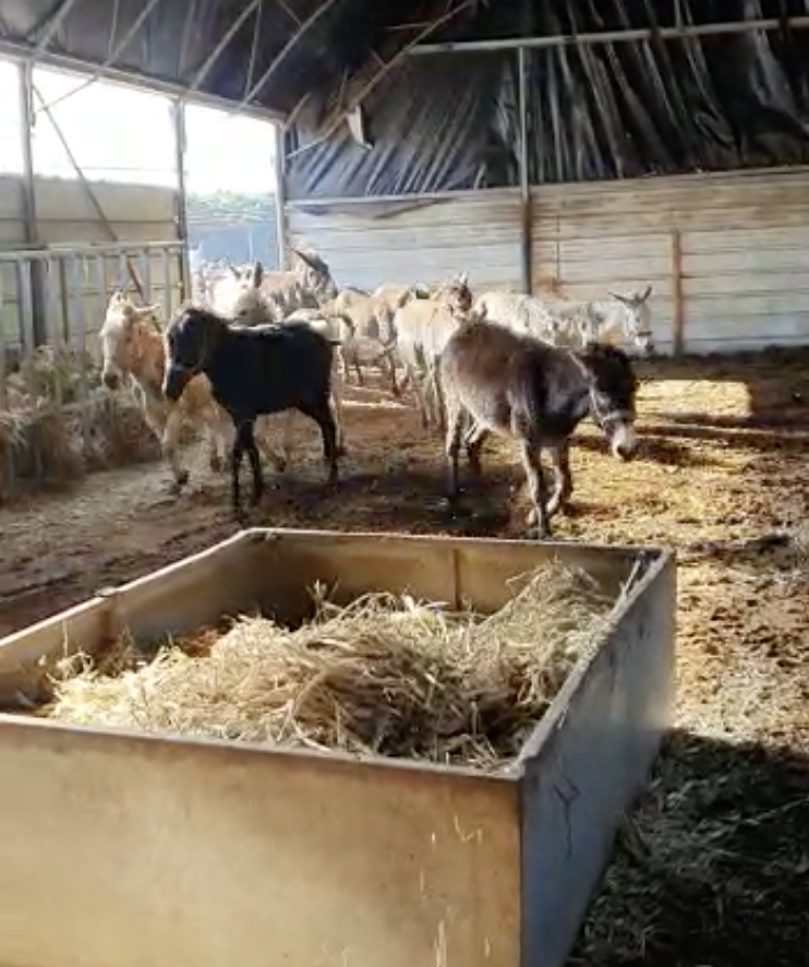 Donkeys running into the feeding area